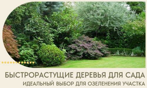 Быстрорастущие деревья для сада идеальный выбор в Клине