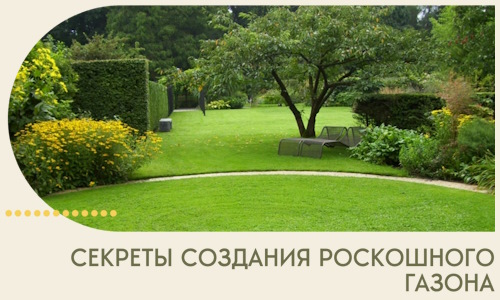 Секреты создания роскошного газона в Клине